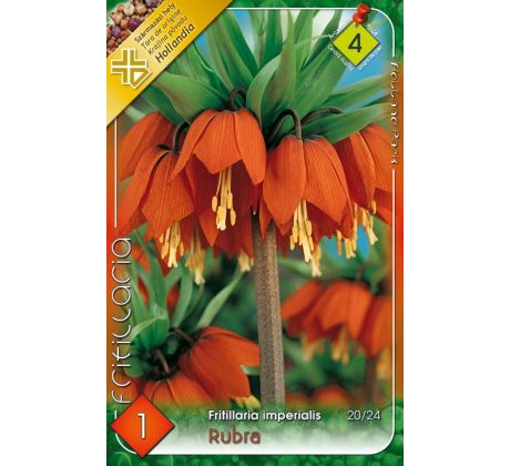 Fritillaria Imperialis - Rubra