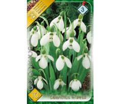 Galanthus elwesii