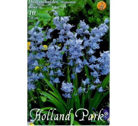 Hyacinthoides hispanica