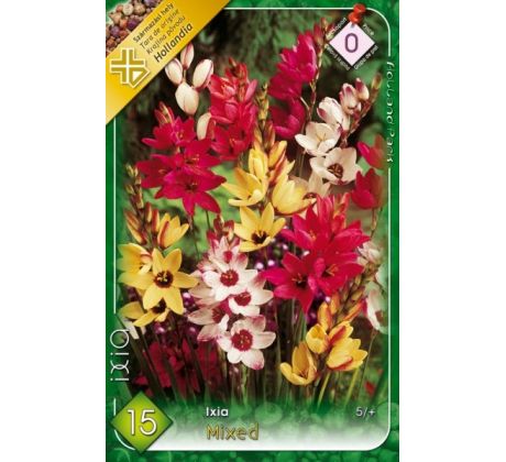 Ixia African Cornlili - mixed / 15ks v balení