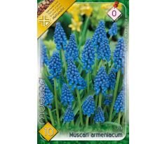 Muscari armeniacum