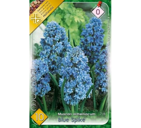 Muscari Armeniacum - Blue Spike