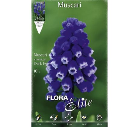 Muscari armeniacum - Dark Eyes