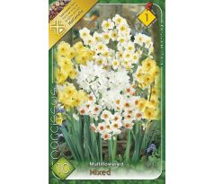 Narcissus multiflowered mixed