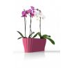 Truhlík na orchideu TRIOLA priesvitná fialková