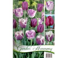 Tulipány PURPLE