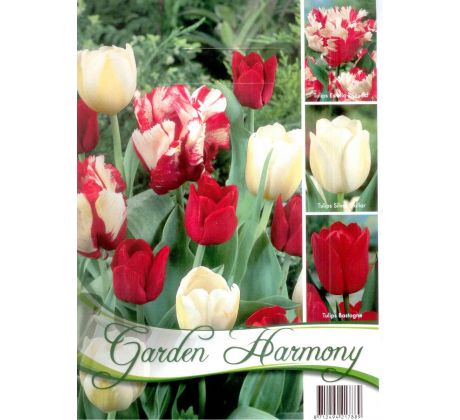 Tulipány RED-WHITE