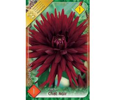 Dahlia Cactus - Chat Noir