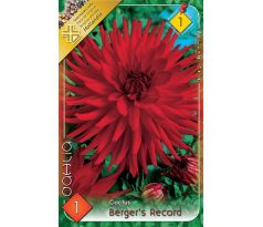 Dahlia Cactus - Berger´s Record