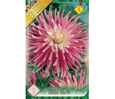 Dahlia Cactus - Good Earth