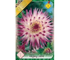 Dahlia Cactus - Hayley Jane