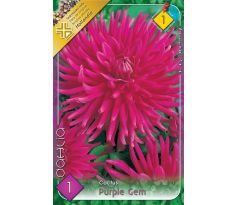 Dahlia Cactus - Purple Gem