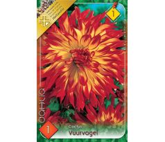 Dahlia Cactus - Vuurvogel