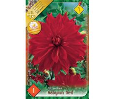 Dahlia - Babylon Red