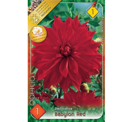 Dahlia - Babylon Red