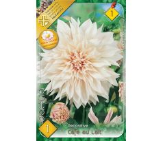 Dahlia - Cafe au Lait