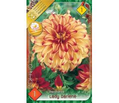 Dahlia - Lady Darlene