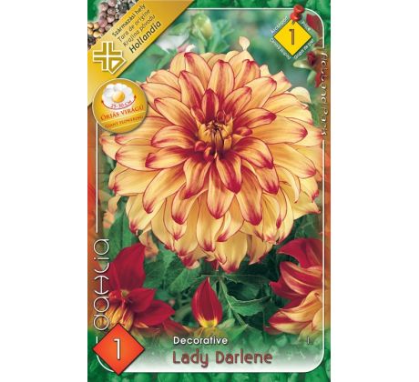 Dahlia - Lady Darlene