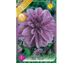 Dahlia - Lilac Time