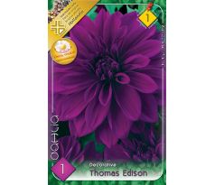 Dahlia - Thomas Edison