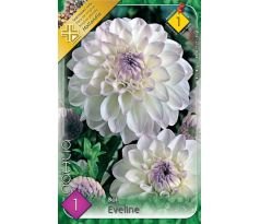 Dahlia Ball - Eveline