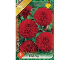 Dahlia Ball - Red Cap