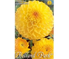 Dahlia Ball - Golden Torch