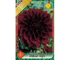 Dahlia Decorative - Arabien Night