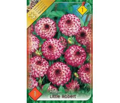 Dahlia Pompon - Little Robert