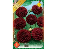 Dahlia Pompon - Natal