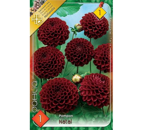 Dahlia Pompon - Natal