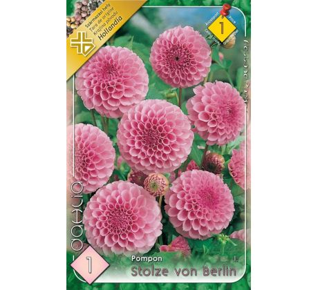 Dahlia Pompon - Stolze von Berlin