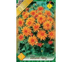 Dahlia Border - Autumn Fairy