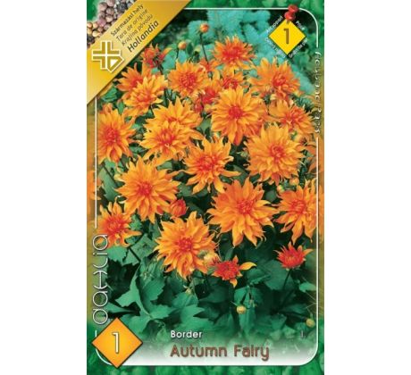 Dahlia Border - Autumn Fairy