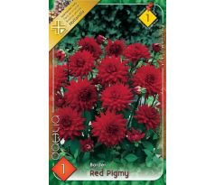 Dahlia Border - Red Pigmy