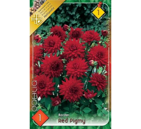 Dahlia Border - Red Pigmy