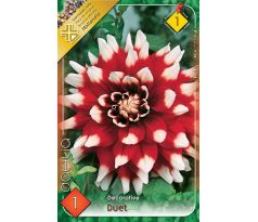 Dahlia Decorative - Duet