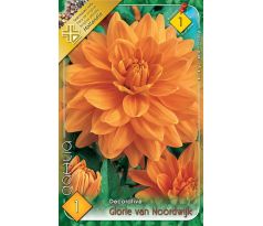 Dahlia Decorative - Glorie van Noordwijk