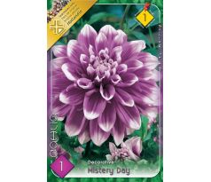 Dahlia Decorative - Mistery Day