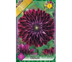 Dahlia Decorative - Osirium