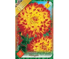 Dahlia Decorative - Proycon