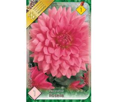 Dahlia Decorative - Rosella