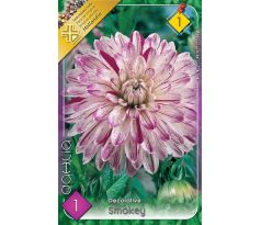 Dahlia Decorative - Smokey