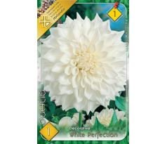 Dahlia Decorative - White Perfection