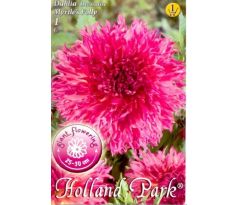 Dahlia - Myrtle´s Folly