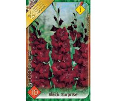 Gladiolus - Black Surprise