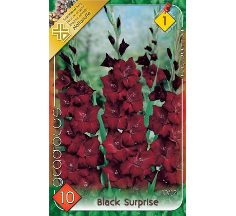 Gladiolus - Black Surprise