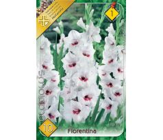 Gladiolus - Fiorentina