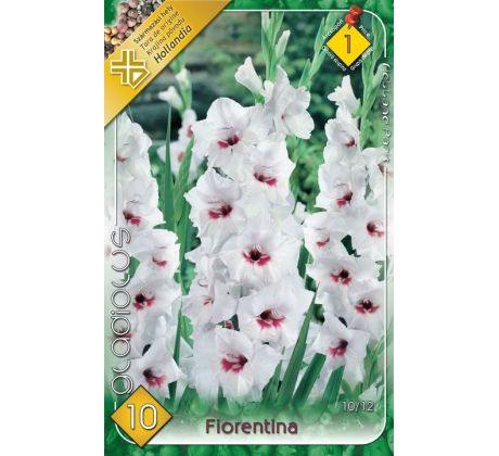 Gladiolus - Fiorentina