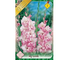 Gladiolus - My Love